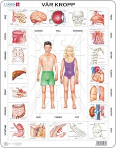 Bild av Pussel - Vår kropp
